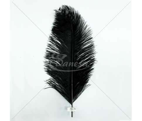 Feathers (60cm and 20cm long)