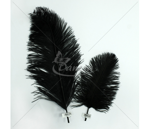 Feathers (60cm and 20cm long)